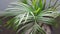 Close-up of majestic palm plant in pot indoor by the window