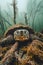 Close Up of Majestic Turtle in Mystical Underwater Landscape with Sunken Trees and Foggy Waters