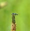 Close up Malachite  beetle ,Malachius bipustulatus, family soft-winged flower beetles ,Melyridae, on a plantago