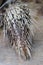 Close up the malayan porcupine animal skin