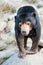 Close up of a Malayan Sun Bear