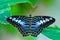 Close up Malaysian Blue clipper butterfly Parthenos sylvia