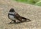 Close up Malaysian Pied Fantail or Rhipidura javanica on The Flo