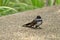 Close up Malaysian Pied Fantail or Rhipidura javanica on The Floor