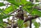 Close up Malaysian Pied Fantail or Rhipidura javanica Perched on Branch Isolated on Background