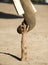 Close up male african elephant trunk tusks stick