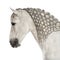 Close-up of a Male Andalusian with plaited mane, 7 years old, also known as the Pure Spanish Horse or PRE