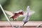 Close up of male Anna`s Hummingbird drinking nectar from a French lavender flower; iridescent reddish-pink feathers visible on th