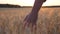 Close up male arm of agronomist walks through the cereal field and touches with hand golden ears of crop. Young farmer