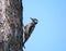 Close up male bird The great spotted woodpecker, Dendrocopos major perched on the larch tree trunk. Blue sky background