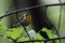 Close up of a male Blackburnian Warbler, Setophaga fusca