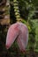 A close up of a male bud of a banana plant.