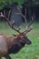 Close up of Male bull elk in right profile.