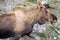 Close up of male bull moose in Denali National Park in Alaska USA