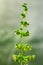 Close up Male Cannabis plant showing pollen sacks