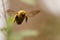 Close up of male Carpenter bee hovering