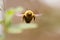 Close up of male Carpenter bee hovering