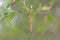 Close-up of male catkin, Silver birch, Betula pendula