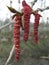 Close-up of male catkins of aspen on a branch in sunny spring day. The flowers of aspen Populus tremula - wind-pollinated catkins