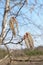 A close up of male catkins of aspen (Populus tremula) in the forest on a windy april day