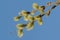 A close up of male catkins of Salix caprea (goat willow, great sallow). Flowering branch of pussy willow against the sky