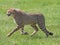 Close up of a male Cheetah prowling