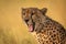 Close-up of male cheetah yawning with bokeh