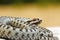 Close up of male common crossed viper