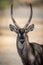 Close-up of male common waterbuck staring intently