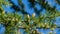 Close-up of male cones and green needles of Himalayan cedar Cedrus Deodara, Deodar growing in resort city center of Sochi.