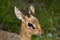 Close up of a male dik-dik antelope