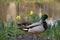 Close up of a male duck in grass with daffodils along the edge of pool.