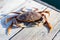 A close up of a male Dungeness Crab on a wharf