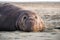 Close up of male elephant seal, Drakes Beach, Point Reyes National Seashore, California