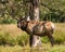 Close up a male elk deer