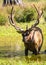 Close up a male elk deer