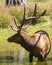 Close up a male elk deer