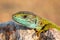 Close-up of a male european green lizard on stone at sunrise