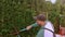 Close-up of a male expert gardener pruning a small bush with loppers. Home Lawn and Garden Keeping