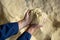 Close up of male farmer hands holding animal feed corn flour in farm storage area