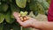 Close-up male farmer hands plucks collects ripe hazelnuts from deciduous hazel tree bunch in garden