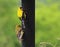 Close Up of a Male and Female American Goldfinch on a Bird Feeder