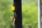 Close up of a male and female American Goldfinch on a thistle birdfeeder