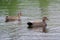Close up of male and female Gadwall ducks in water
