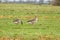 Close up of male and female Greylag Geese, Anser anser,