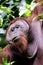 Close up of a male flange orangutan