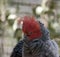 This is a close up of a male gang-gang parrot