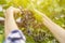 Close up male gardener hands pick fruits in a greenhouse