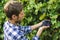 Close up male gardener hands pick fruits in a greenhouse