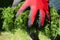 Close-up of male gardener in red and black gloves holding a grass clippings in his yard. Newly trimmed lawn